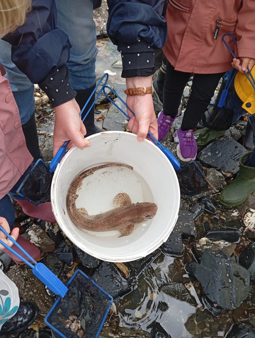 Mont er-maez er mor! Sortie Maison de la Baie maternelle bilingue!